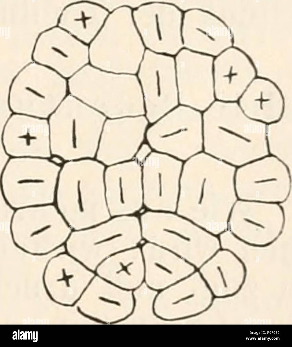 . Die Zelle und die Gewebe. Grundzüge der Allgemeine Anatomie und Physiologie. . Fig. 37. Befruchtetes Ei von Echinus mikrotuberculatus im Durch- strömungscompressorium gepresst. Aus der Verhandlungen anatomischen ge- sellschaft 1894, Seite 135, Fig. 1-5. Uno stadio 8 di von Zellen, B von Zellen 16. 0 Dasselbe Ei in Vorbereitung zur nächsten Theilung. B Durch Theilung der 16 Zellen (C) durch horizontale Theilebeneu sind 32 in einer Ebene neben einander liegende Zellen entstanden. E Die Theilung in 64 Zellen erfolgt in den meisten Fällen noch durch horizontale Theilebenen, era durch horizontale Strich Foto Stock