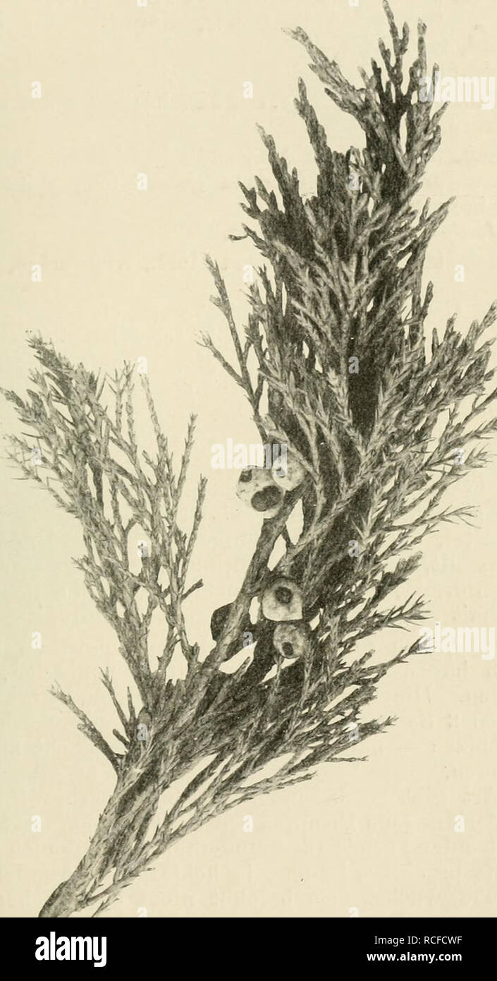 . Die winterharten Nadelhölzer Mitteleuropas : ein Handbuch für Gärtner und Gartenfreunde. - 311 Juniperus Sab. gymnosperma Schröter, mit kaum umschlos- senem Samen. Junip. Sab. variegata hort., gelbbunt. ., ., Fastigiata hort., säulenförmig, dunkelgrün.. Fig. 162. Juniperus sabina L.. Si prega di notare che queste immagini vengono estratte dalla pagina sottoposta a scansione di immagini che possono essere state migliorate digitalmente per la leggibilità - Colorazione e aspetto di queste illustrazioni potrebbero non perfettamente assomigliano al lavoro originale. Schelle, Ernst. Stoccarda : E. Ulmer Foto Stock