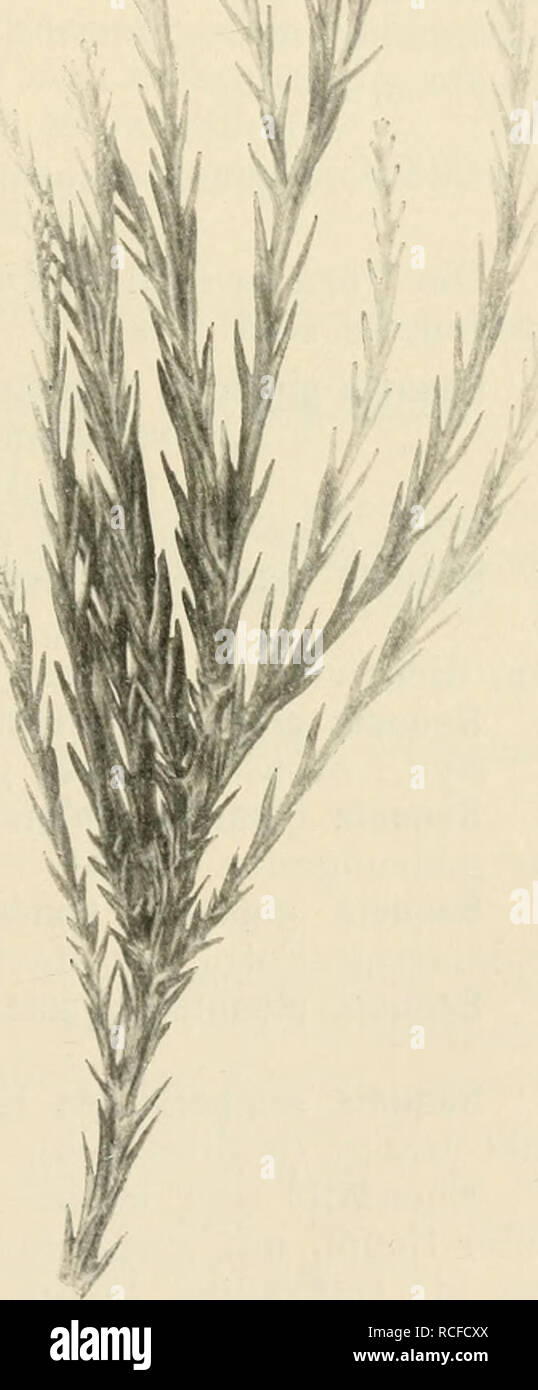 . Die winterharten Nadelhölzer Mitteleuropas : ein Handbuch für Gärtner und Gartenfreunde. 247 beschädigt wurde, sich jedoch bald wieder reinigt, d. h. in der Bezweigung erneut, ist in einigermaßen günstigen Standortsver- hältnissen Bei uns schon in sehr großen Exemplaren vertreten. Er"führt einen geraden Stamm mit rötlich-brauner, rissi- ger, sehr dicker, sich ablösender Rinde, pyramidaler Krone, ONU- regelmäßig gestellte, sich nahezu ausbreitende orizzontale Äste und zweireihig gestellte, runde Zweige. Un Blätter jungen Trieben etwas weitstehend, pfriemlich, ziemlich anliegend, oben etwas abst Foto Stock