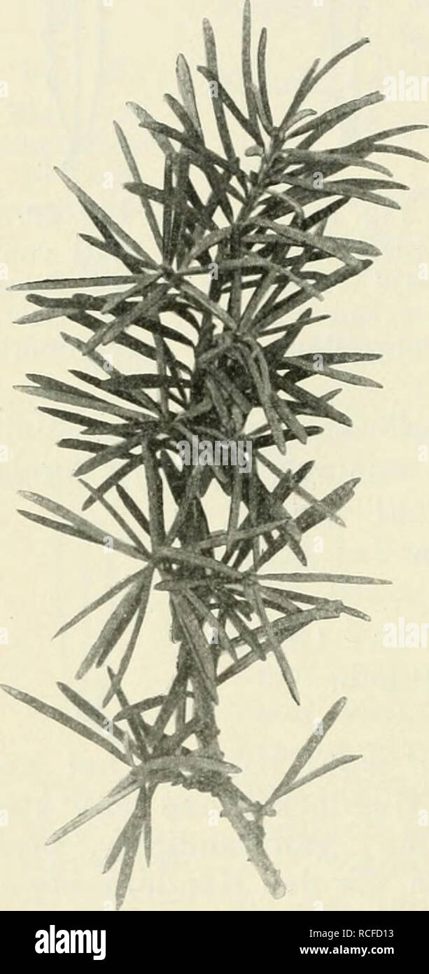 . Die winterharten Nadelhölzer Mitteleuropas : ein Handbuch für Gärtner und Gartenfreunde. - 118 - i (ii)? Liebt gleichmäßig feuchten Boden und Luftfeuchtigkeit bei freier Lage. Im Tal Schutz vor kalten Winden und miglior Sonnenbestrahlung. Tsuga Pattoniana Engelm. Pattons H. Höhen- züge des westlichen Nordamerika (Fig. 61 u. 62). Syn.: Abies Pattonii (Pattoniana Jeffr). Tsuga Pattoniana glauca Hort. " Hookeriana Carr. Eine Bei uns leider viel zu selten ange- pflanzte, ganz aparte, auffällige und wenn etwas größer geworden, - sie wächst leider etwas langsam Bei uns - geradezu wunder- volle arte Foto Stock