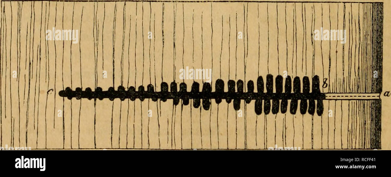 . Die Waldverderber und ihre Feinde : ein handbuch für Forstmänner, Landwirthe, Gärtner und alle mit Waldbäumen Beschäftigte. Forest insetti; pesti di insetto. 118 Nadelholzbestands-Verderber. Anlagen. Er fand ihn dort, ausser in Fichten und Lärchen (deren essere- wohntsein schon kannte Nördlinger),- auch in Abies sibirica Turtsch. (Il Pin. Pichta' Endl.) vom Altai und in der Libanon-Ceder (Cedrus patula Salisb.), deren kostbaren 50jährigen Stamm der Käfer tödtete calvo. Anmerkung. (J.) Ausser curvidens bewohnen noch folgende Borken- käfer Die Tanne: B. (Crypturgus Er.) pusillus Gyll. (S. S. 97). B. (peccato Foto Stock