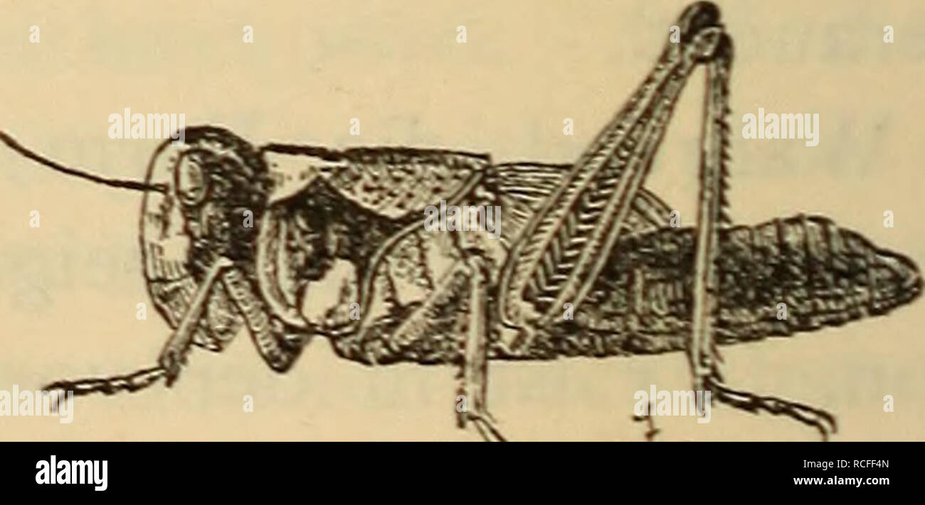 . Die wanderheuschrecken und ihre bekÃ¤mpfung in unseren afrikanischen kolonieen. Insetti; Cavallette; Cavallette. Â *â ' Abbildung S. Abbildung 9. Pachytylus sulcicollis. Deutsch-S.-W.-Afrika. Nymphe mit FlÃ¼geUtumpfen in EWfci Altersstufen. (Nach der Natur gezeichnet von H. V. Zglinicka. Der eben ausgeschlÃ¼pfte Hupfer ist (sobald er Ã¼ber- haupt seine Farbe bekommen hat) grÃ¼nlich schwarz, ohne jede Zeichnung, etwa von der GrÃ¶sse einer Stubenfliege. Nach der Ersten HÃ¤utung tritt eine schwache schmutzig- strohgelbe Zeichnung auf,¤wÃ hrend die Grundfarbe noch. Si prega di notare che queste immagini Foto Stock