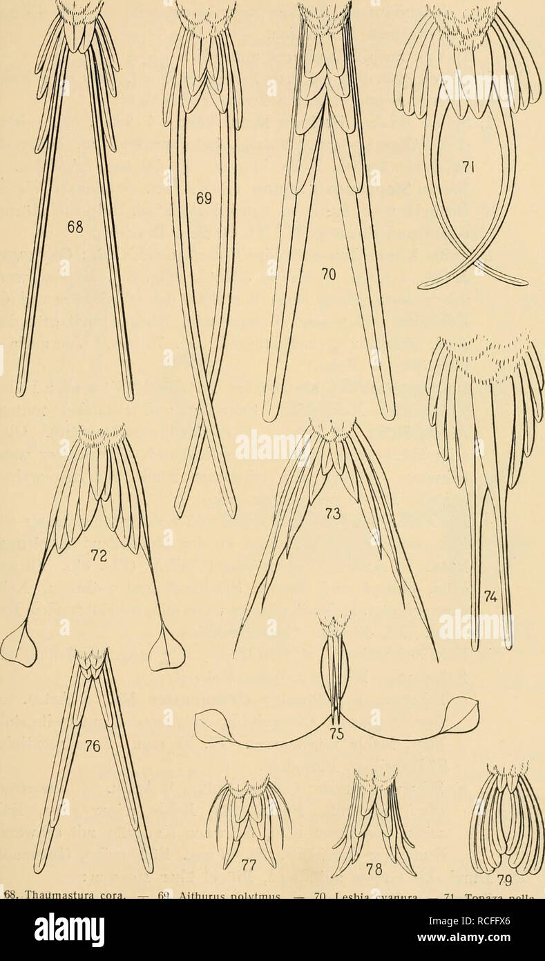 . Die Vögel; Handbuch der systematischen Ornithologie. Gli uccelli. Trocliilidae. Kolibris. 169 V I ////. Thaumastura cora. - 69. Aithurus polytmus. - 70. Lesbia cyanura. - 71. Topaza pella. - 72. Discosura longicauda. - 73. Popelairea langsdorffi. - 74. Phaethornis yaruqui. - 75. Lod- digesia mirabilis. - 76. Doricha enicura. - 77. Chaetocercus mulsanti. - 78. Calothorax Lucifero. - 79. Myrtis fanny.. Si prega di notare che queste immagini vengono estratte dalla pagina sottoposta a scansione di immagini che possono essere state migliorate digitalmente per la leggibilità - Colorazione e aspetto di queste illustrazioni potrebbero non perfettamente resembl Foto Stock