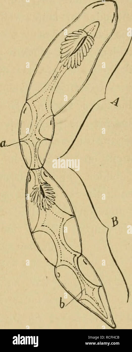 . Die Tier- und Pflanzenwelt des Süsswassers : Einführung in das Studium derselben. Biologia di acqua dolce. Die Strudelwürmer. 259 sich vorwiegend durch Querteilung oder richtiger gesagt, durch terminale Knospenbildung fortpflanzt. In figura nachstehender haben wir eine Kette von vier Individuen vor uns, deren Ent- wickelung wie folgt zu denken ist. Aus dem ursprünglichen Muttertiere (A) ging B als Tochterspross auf die nämliche arte hervor, wie jetzt die Knospe b aus ihm selbst, oder wie un aus A. Der Zeit nach ist die Reihenfolge dabei diese: A, B, b, a. Das heisst: un erzeugte zunächst B; hierauf Foto Stock