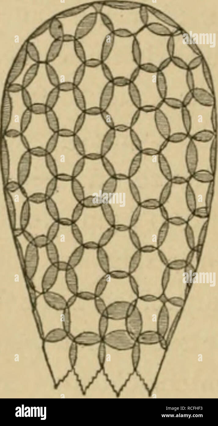 . Die Tier- und Pflanzenwelt des Süsswassers : Einführung in das Studium derselben. Biologia di acqua dolce. 1-42 ^" Wurzelfüsser des Süsswassers in Bau und Lebenserscheinungen, weniger kömig erscheint und un zunächst dem bei schwächerei Vergrösserung keinerlei Strukturen zu erkennen sind; ein miglior lichtbrechender kugeliger Körper tritt aber auch jetzt schon ziem- lich deutlich hervor, das ist der Kern, und damit haben wir die erste wichtige Thatsache festgestellt, dass die Euglypha den forma- wert nur einer Zelle besitzt. Wir können anche nicht erwarten, in ihrem Körper Organe im Sinne der Foto Stock