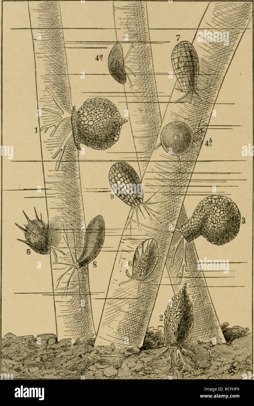 . Die Tier- und Pflanzenwelt des Süsswassers : Einführung in das Studium derselben. Biologia di acqua dolce. 140 ^" Wurzelfüsser des Süsswassers in Bau und Lebenserscheinungen.. Fig. i6. Wurzelfüsser des Wassers süssen in einem Wassertropfen un Algeniäden sitzend bei miglior Vergrösserung. ho Di/flugia urceolata - 2 Difßugia acuminati - 3 Pifflugia spiralis - 4 Arcella vulgaris von der Seite und von oben - 5 Centropy.è aculeata - 6 Hyalosphenia papilio - 7 Quadrula symmetrica - 8 Cyphoiieria ampolla - 9 ah Euglypha&GT;eolaia. (Das Grössenverhältnis der hier abgebildeten Arten zu einander ent Foto Stock