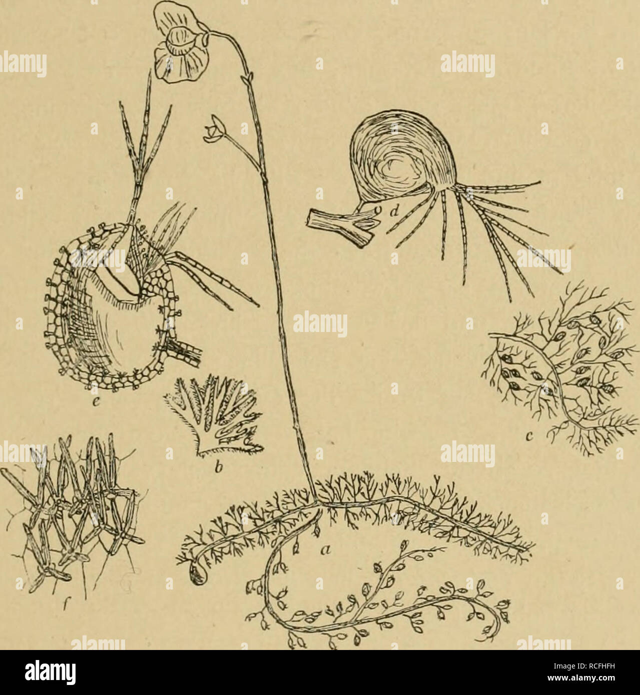 . Die Tier- und Pflanzenwelt des Süsswassers : Einführung in das Studium derselben. Biologia di acqua dolce. Zur Biologie der phaneroganiisclien Süsswasserflora. 83 S. Korschinsky 1") neuerdings genauer beschrieben. Der Keim- ling, welcher beim Auskeimen den besondem Deckel der Samen- hülle hervorstösst, hat noch ein rudimentäres Würzelchen und rudimentäre Erstlingsblätter. Es muore deutet darauf hin, dass die. Wasserschlauch (Uiricularia), una Utricularia intermedia - b Blatt (vergr.) - c Blatt- zweig von U. vulgaris - d Biagio davon (vergr.) - e Aufgeschnittene Biagio (stärker vergr.) - f Kleines Stü Foto Stock