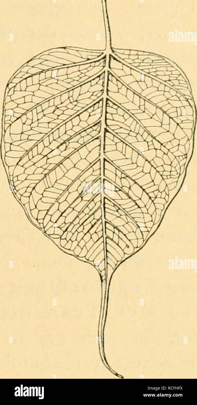 . Die traspirazione der Pflanzen. Eine physiologische Monographie. Piante. Blatt von Boehmeria urticaefolia mit Träufelspitzen (nach Stahl) (verkl.). Blatt von Ficus religiosa mit langer Träufelspitze (nach Stahl) (verkl.). Transpirationswassers Verwendung finden. Diesen, von Stahl ange- führten Momenten kann beigefügt werden, dass nach den Erfahrungen von Wiesner infolge der länger andauernden Beregnung der (essere- netzbaren) Blattoberseiten die traspirazione (überhaupt Wasserbe- wegung) der Pflanzen nach Aufhören dem des Regens und rascher Abtrocknung der Spreiten erhöht wird, fu den Pflanzen, Foto Stock