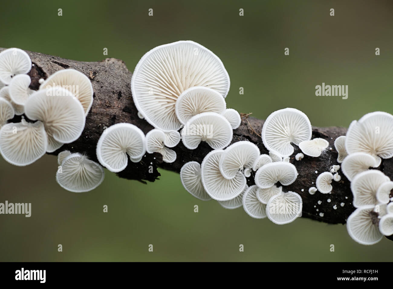 Agaric evasive, Crepidotus sp Foto Stock