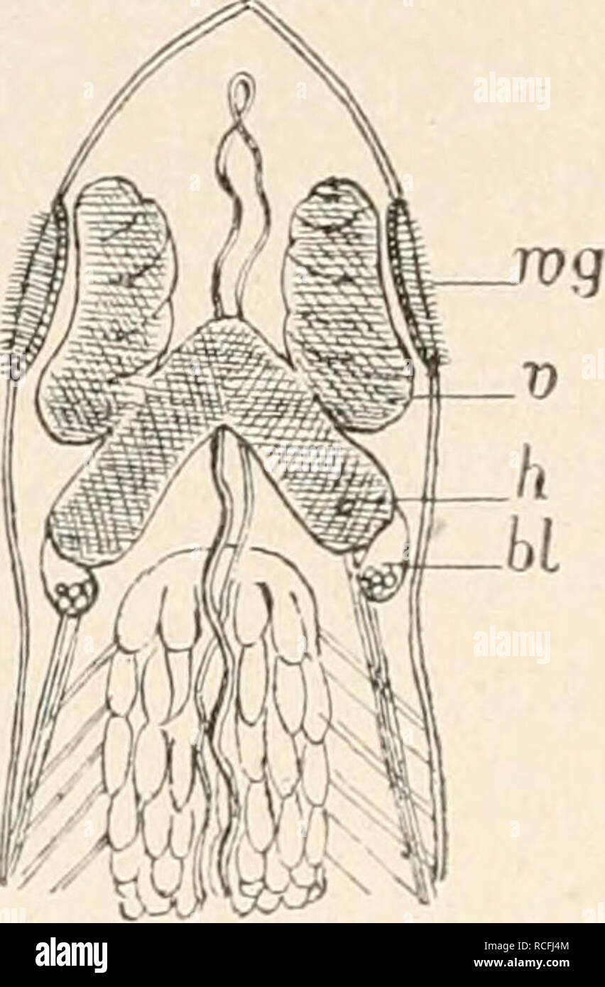 . Die Tier- und Pflanzenwelt des Süsswassers : Einführung in das Studium derselben. Biologia di acqua dolce. 262 Die Strudelwürmer. hat, überwiegt in denselben der gangliöse Teil gegen den faserigen, era bei den anderen Turbellarien nicht der P'tutti i ist. Darm und Schlund sind bei Stenostovia leiicops (Fig. 57) sowohl wie bei Stenostoma unicolor (Fig. 58) in allen wesentlichen Stücken in modo gebaut wie bei Microstoma lineare, sodass wir auf das dort Gesagte verweisen können. Das Wassergefässsystem hingegen hat bei den Stenostomiden eine besondere Gestaltung, insofern es aus einem einzigen Kanal besteht, Foto Stock