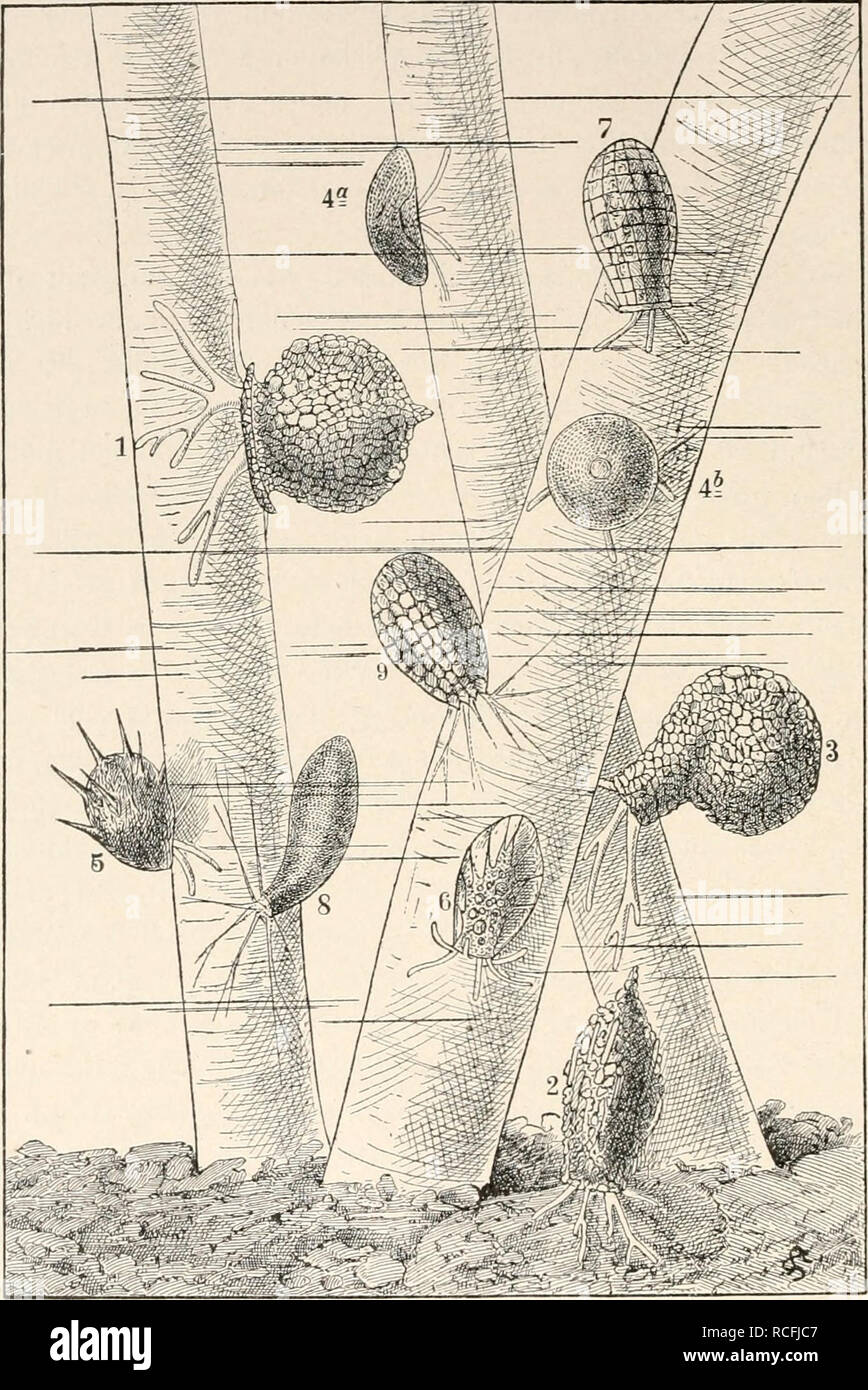 . Die Tier- und Pflanzenwelt des Süsswassers : Einführung in das Studium derselben. Biologia di acqua dolce. 140 ^^° Wurzelfüsser des Süsswassers in Bau und Lebenserscheinungen.. Fig. i6. Wurzelfüsser des Wassers süssen in einem Wassertropfen un Algenfiiden sitzend bei miglior Vergrösserung. ho Difßugia urceolata - 2 Difßugi'a actitiiiiiata - 3 Difflugia spiralis - 4 Arcella vulgaris von der Seite und von oben - 5 Coifropy.vis acidleata - 6 Hyalosphenia papilio - 7 Quadrula symmetrica - 8 Cyphoderia antpulla - 9 Euglypha aheolaia. (Das Grössenverhältnis der hier abgebildeten Arten zu einander entspr Foto Stock