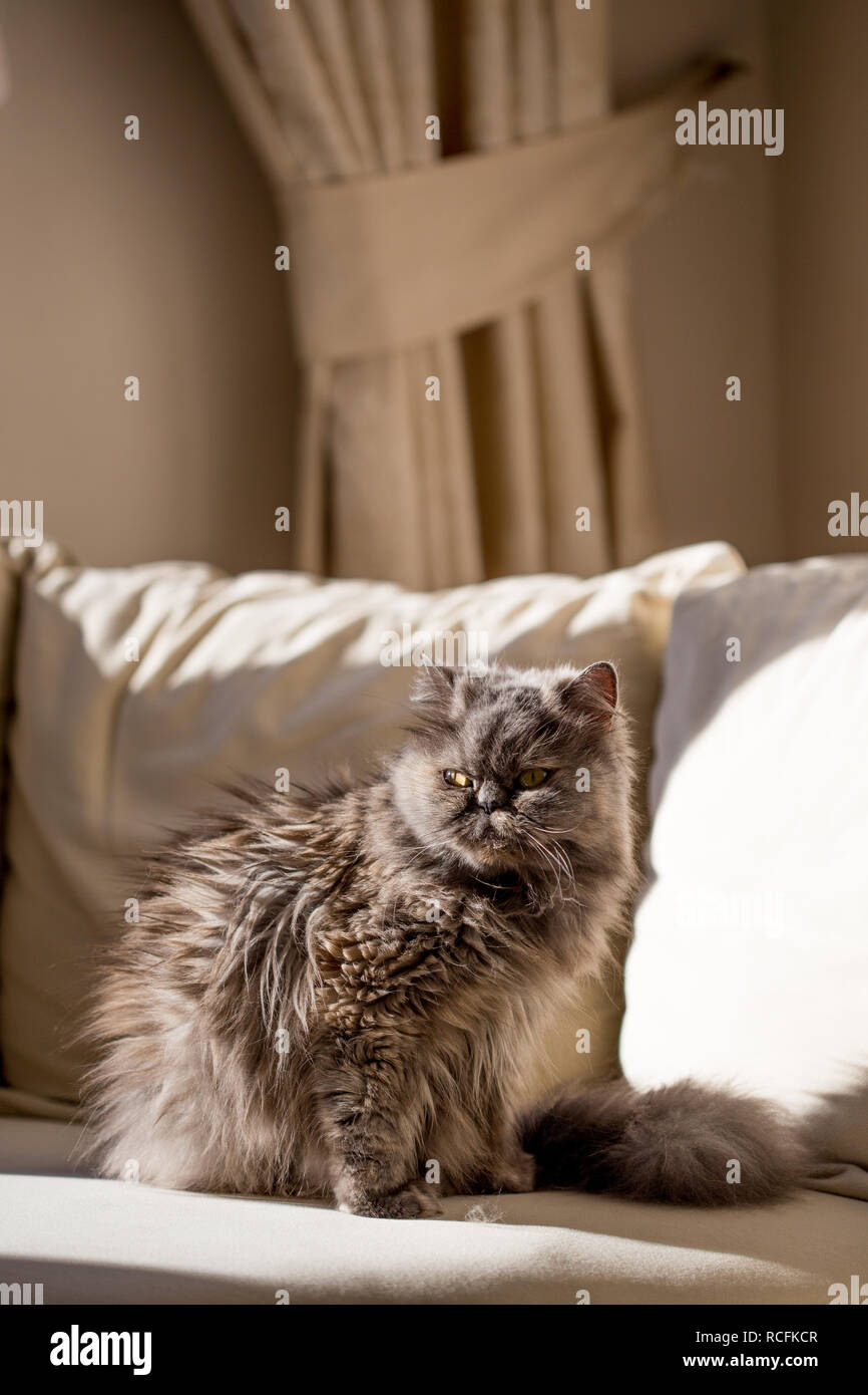 Colpo verticale di soffici grigio gatto persiano seduto sul divano beige. Girato con luce cruda Foto Stock