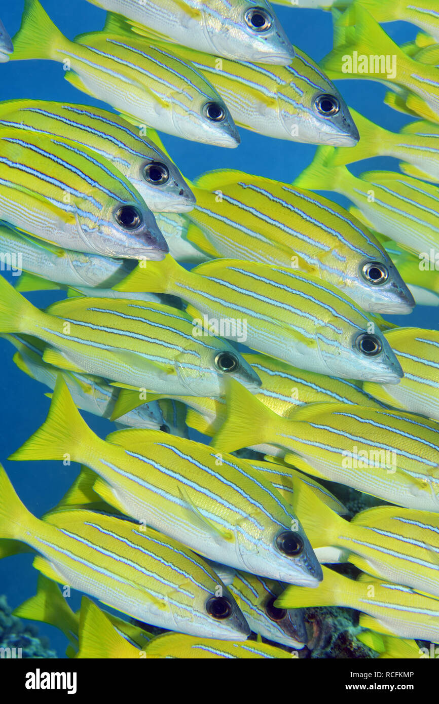 Secca di bluestripe snapper - Lutjanus kasmira Foto Stock