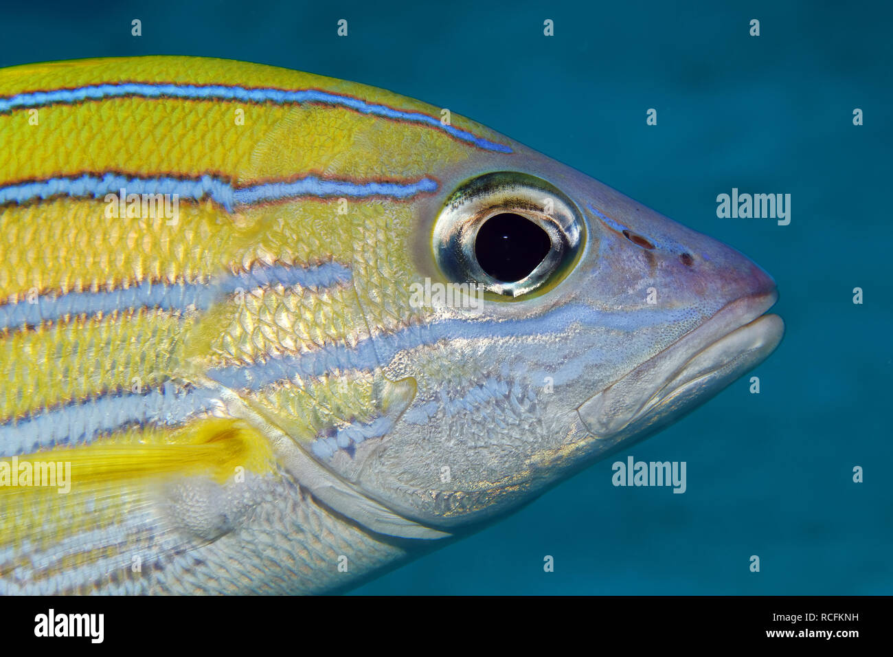 Bluestripe snapper - Lutjanus kasmira Foto Stock