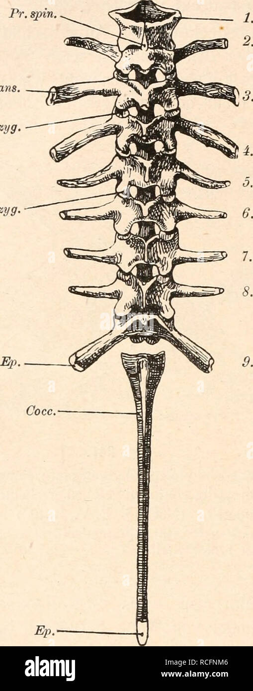 . Die stämme der wirbeltiere. Evoluzione; Paleontologia; vertebrati. 318 Die Stämme der Wirbeltiere. Wirbelsäule und der Rippen Anuren. Der Aufbau des Wirbels der Anuren ist von der dem übrigen Am- Pr. spin, Proc. trans. Praezyg. Postzyg. phibien durchaus verschieden; er bildet den notozentralen Typus (s. oben), d. h. die Wirbel umfassen in der Regel nur drei Paar Bogen- elemente (die Interventralia sind verloren gegangen) oder, wenn auch die Basiventralia (z. B. bei Pipa und Bombinator) verloren gehen, nur zwei Paare (Basidorsalia und inter- dorsalia), von denen die Interdorsalia als Notozentr Foto Stock