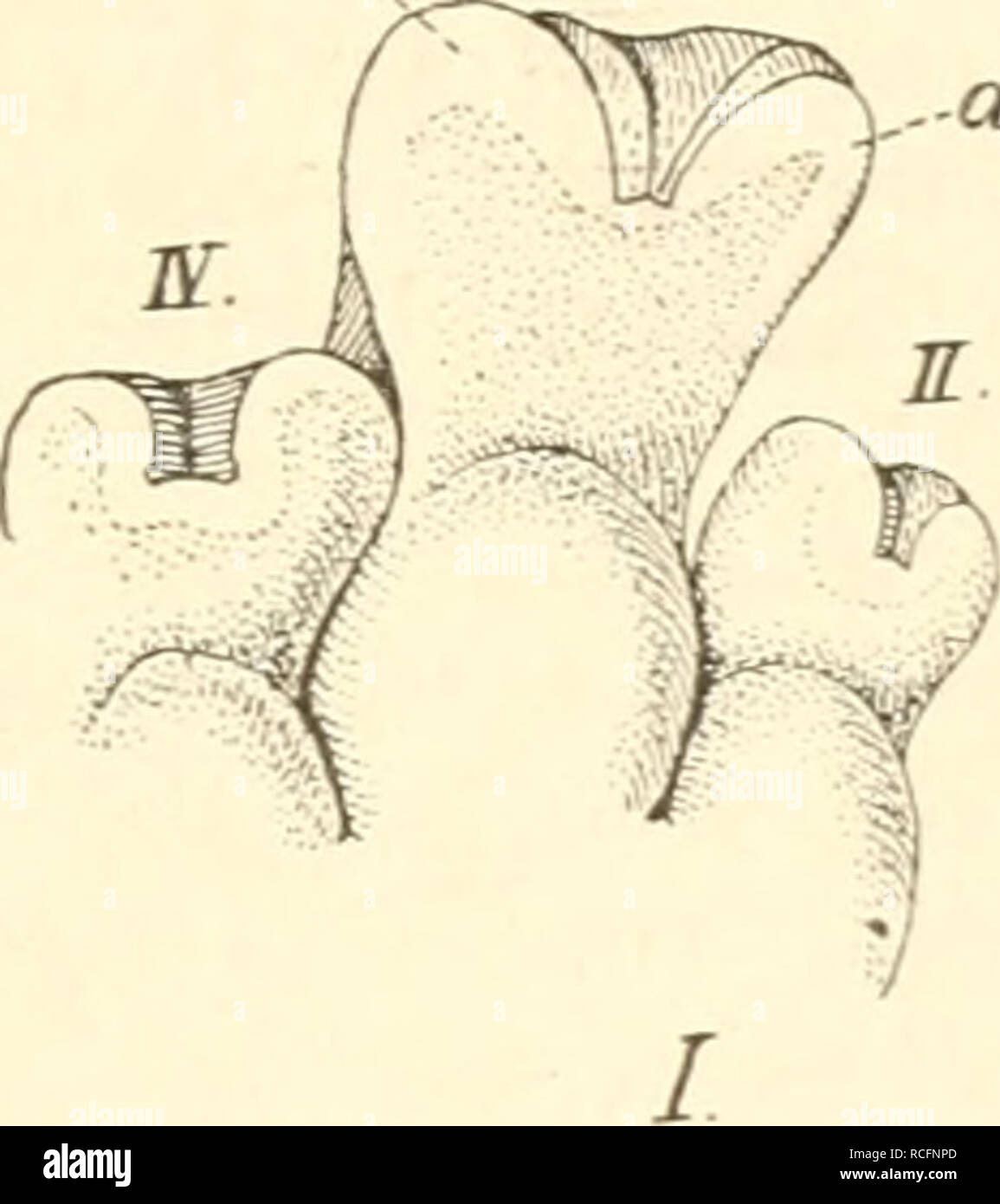 . Die säugetiere. Einführung in die anatomie und systematik der recenten und fossilen Mammalia. Anatomia, comparativo; mammiferi. Haar- iiiul .SoIiupi&GT;cnbildiingeii. 17 Aelinliches zielt vielleicht auch die mediane Furclmng der Nagel])halanx bei Bradypodidae und Myrmecophagidae ab. indem Zunahme der Nagel- substanz erreicht wird, aber keine ventrale di vors])ringende Leiste, (ianz anderer Art ist die Spaltung der Xagelphalanx in einen doisalen und ventralen Abschnitt an der IL Zehe von Procavia (Hvrax): ihr entspricht ein fig. 14. I. Xagelbilduiiii' n an den gefurchten, verbreiter- dieci Enden de-s Foto Stock