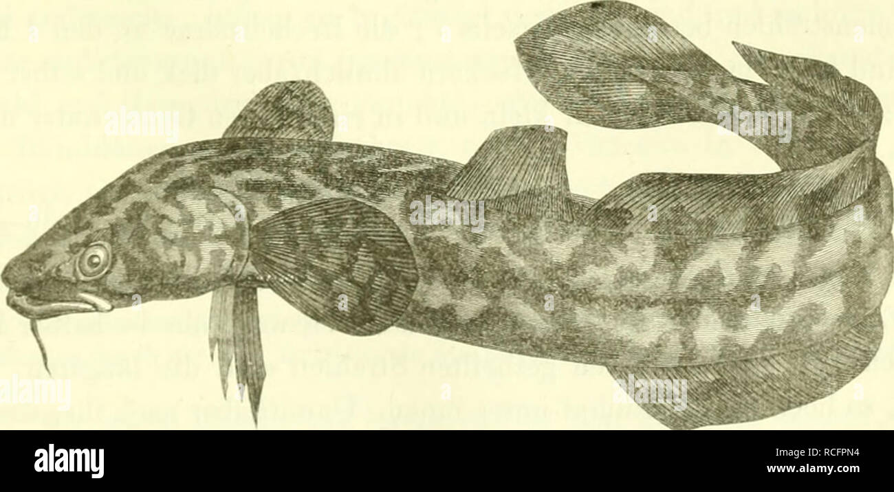 . Die S©sswasserfische der ©streichischen Monarchie mit r©cksicht auf die angr©Þnzenden l©Þnder. Pesci di acqua dolce -- Austria. Familu': Giuloidei. Gattuui":: Lota. 313 Familie der Schellfische, o a d o mI V i. Char.: Die Bauch- unter den Brustflossen stehend (kehlstän- dig), 2-3 Rücken- und l-2 Alterflossen, alle blos weich- strahlig, Mund bezahnt, Leib beschuppt; - Magen sacco weit, Blinddärme mehr oder minder zahlreich; Schwimm- Biagio ohne Luftgang. Diese Familie umfasst grösstentheils Meeresbewohner und wird in unsern Süsswassern nur durch die nachfolgende Einzige und Gattung vertre arte Foto Stock