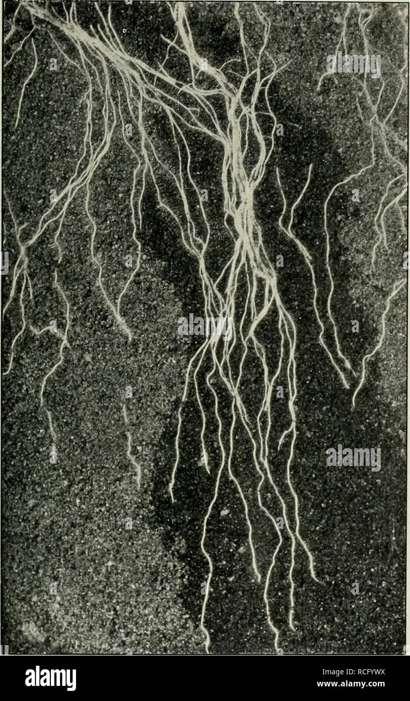 . Die Reizbewegungen der Pflanzen. Piante. Chemotropismus. 251 Welclie Reize aber unter diesen Umständen wirksam sind, ist nicht eben einfach festzustellen. Kommen Jedenfalls häufig Feuchtigkeits- differenzen mit in Betracht. Darüber später. Außerdem aber sind chemische Reize wirksam. Bei ihrem Studium ist die Schwierigkeit. Abi). 87. Wurzeln von Raps, in einem aus unregelmäßigen Schichten von Erde und zusammengesetzten sabbia wachsend Boden. Man sieht Wie die schwarze Erde hellen dem Sande vorgezogen wird und ein besseres Wurzelwachstum gestattet. der Methodik ein großes Hemmnis. Sie hat bewirk Foto Stock