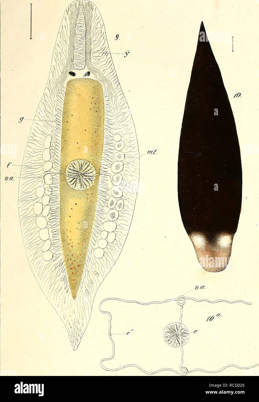 . Die rhabdocoelen strudelwürmer (rhabdocoela Turbellaria) des wassers süssen. Turbellaria. T^.zvr. /Ff /ff' ,:. - .. .. Si prega di notare che queste immagini vengono estratte dalla pagina sottoposta a scansione di immagini che possono essere state migliorate digitalmente per la leggibilità - Colorazione e aspetto di queste illustrazioni potrebbero non perfettamente assomigliano al lavoro originale. Schmidt, il dott. (Eduard Oskar), 1823-1886. Jena : F. Mauke Foto Stock