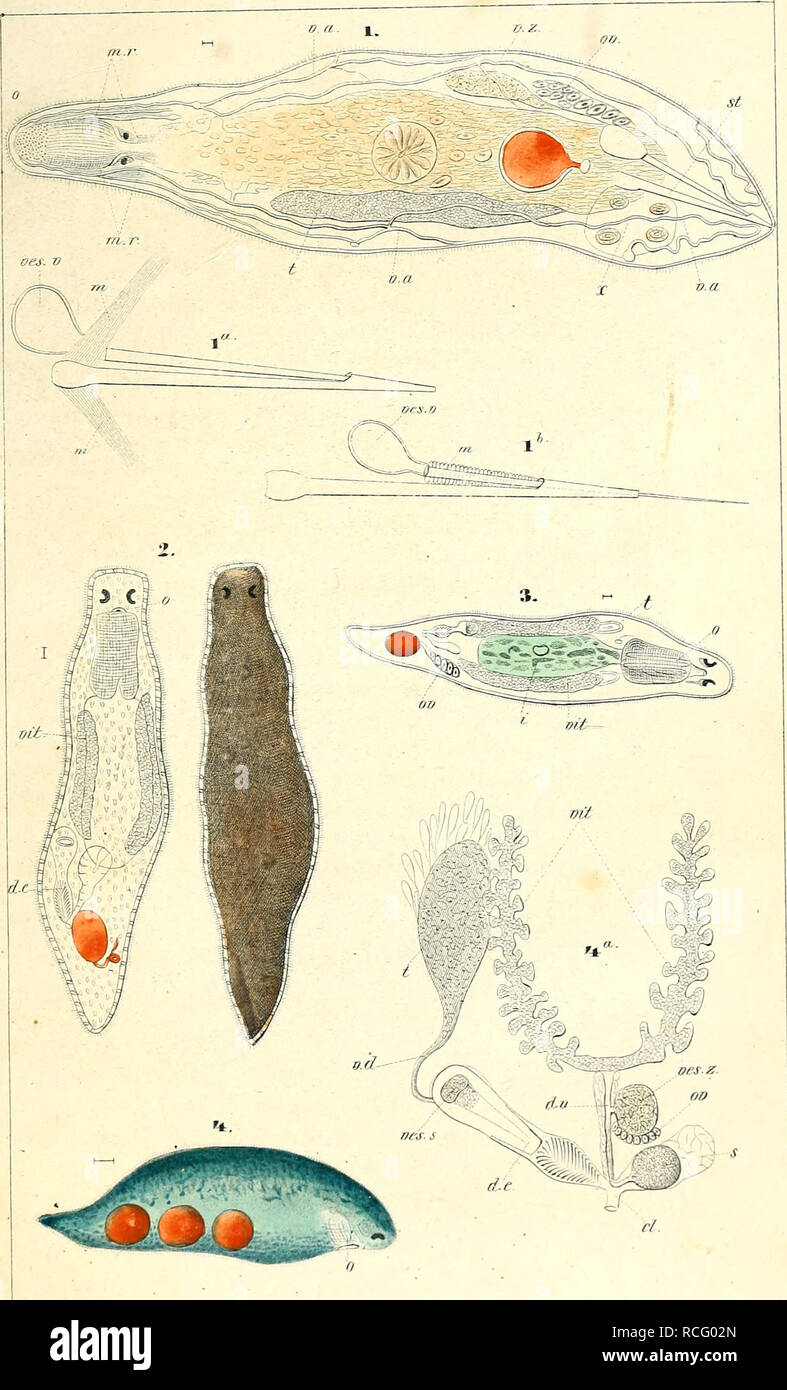 . Die rhabdocoelen strudelwürmer (rhabdocoela Turbellaria) des wassers süssen. Turbellaria. Taf.I.. Si prega di notare che queste immagini vengono estratte dalla pagina sottoposta a scansione di immagini che possono essere state migliorate digitalmente per la leggibilità - Colorazione e aspetto di queste illustrazioni potrebbero non perfettamente assomigliano al lavoro originale. Schmidt, il dott. (Eduard Oskar), 1823-1886. Jena : F. Mauke Foto Stock