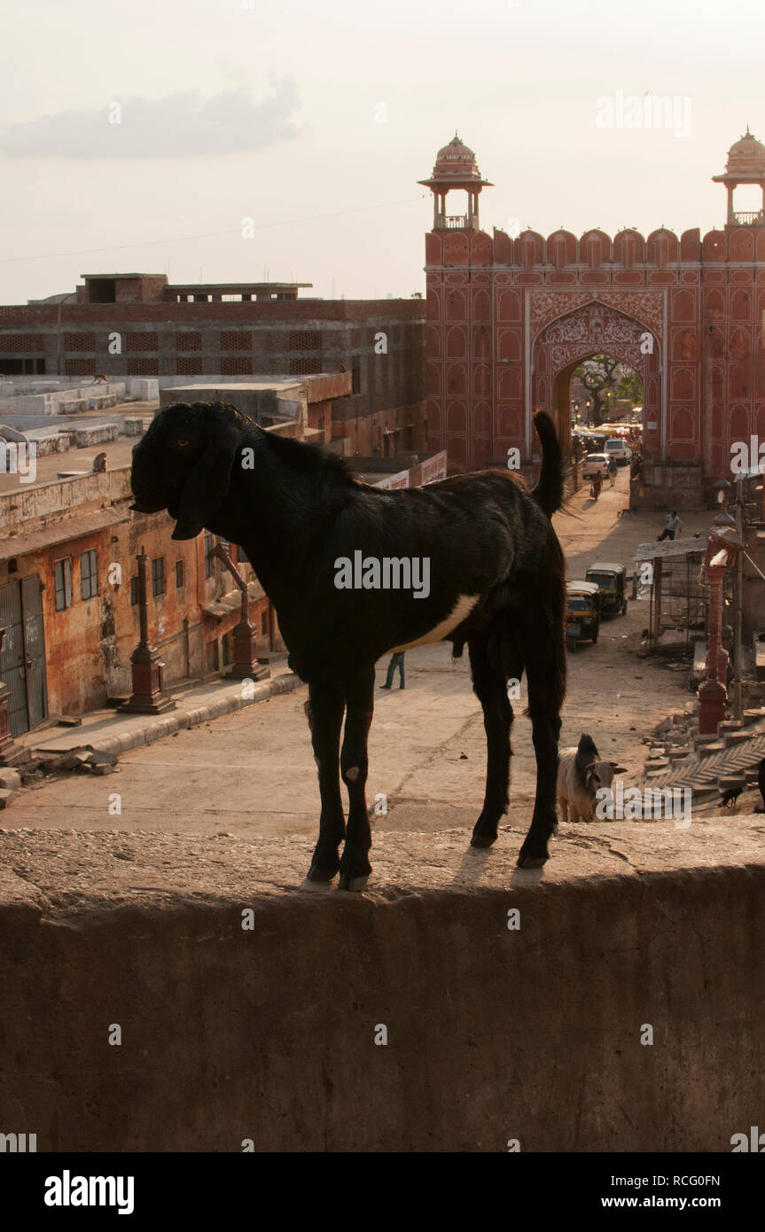 Jaipur / India - Luglio 2011: una capra in piedi su una parete a Jaipur Foto Stock