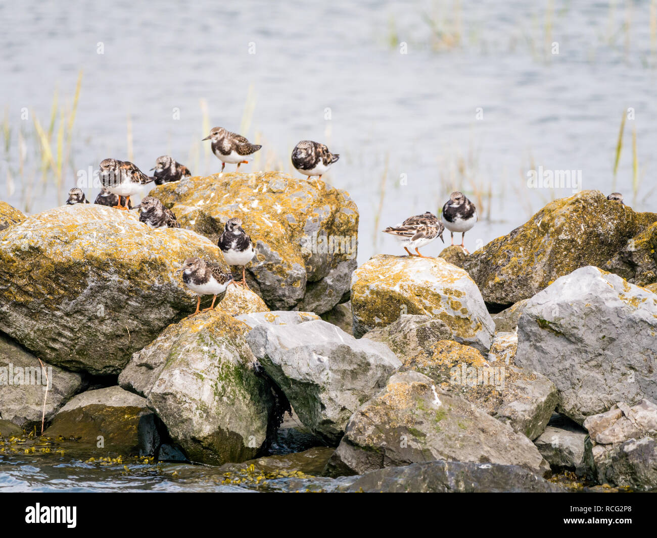 Gruppo di ruddy turnstones, Arenaria interpres, appollaiate su rocce, West Frisone isola Schiermonnikoog, Friesland, Paesi Bassi Foto Stock