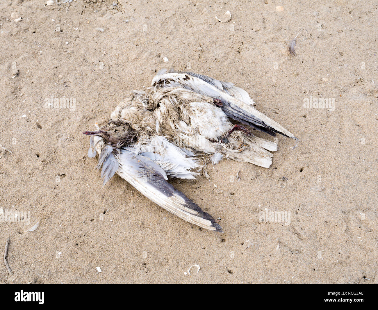 Corpo di morti a testa nera gabbiano, Chroicocephalus ridibundus, sulla sabbia della spiaggia, Paesi Bassi Foto Stock