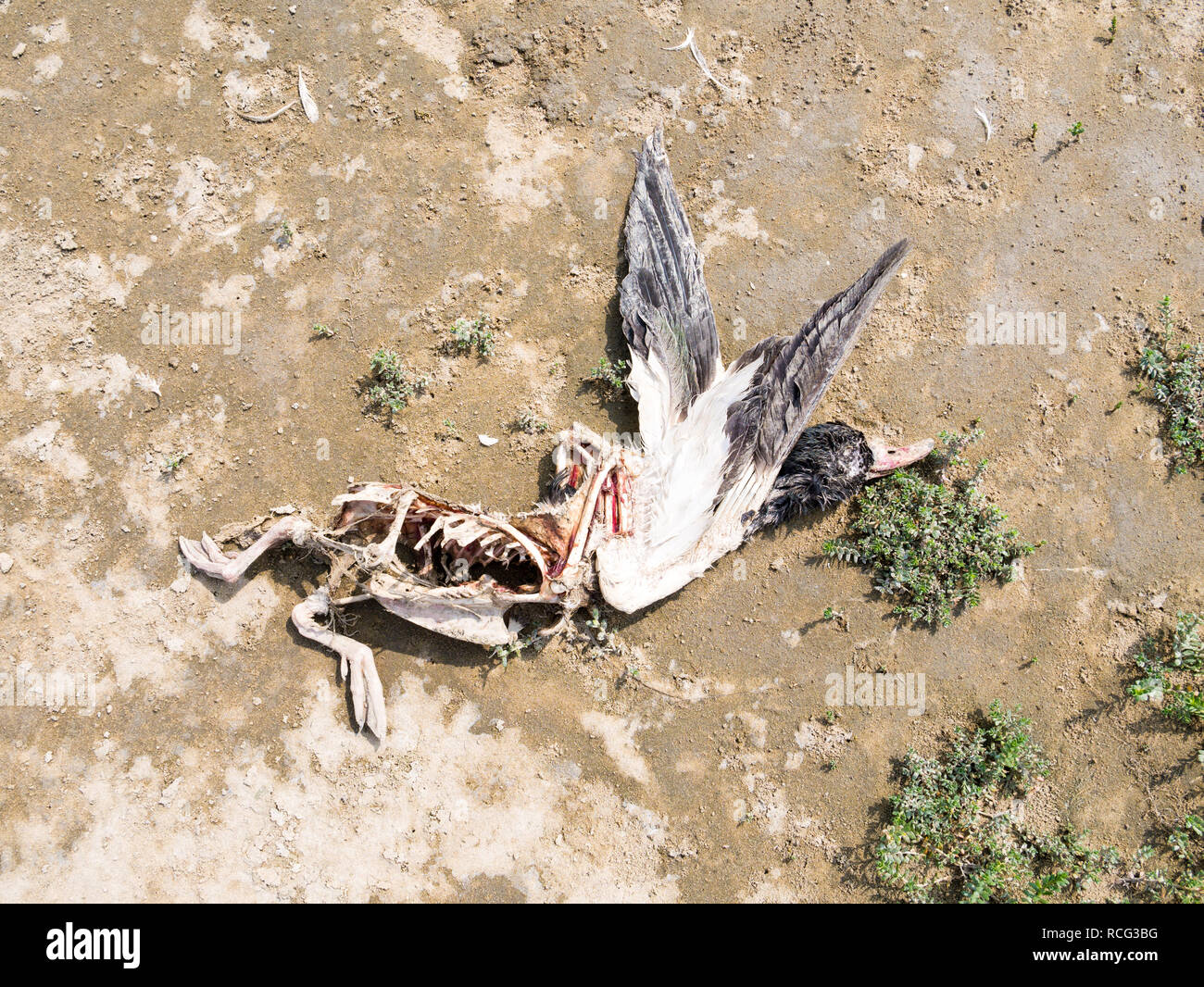 Il corpo morto di comune, shelduck Tadorna tadorna, sulla sabbia della spiaggia, Paesi Bassi Foto Stock