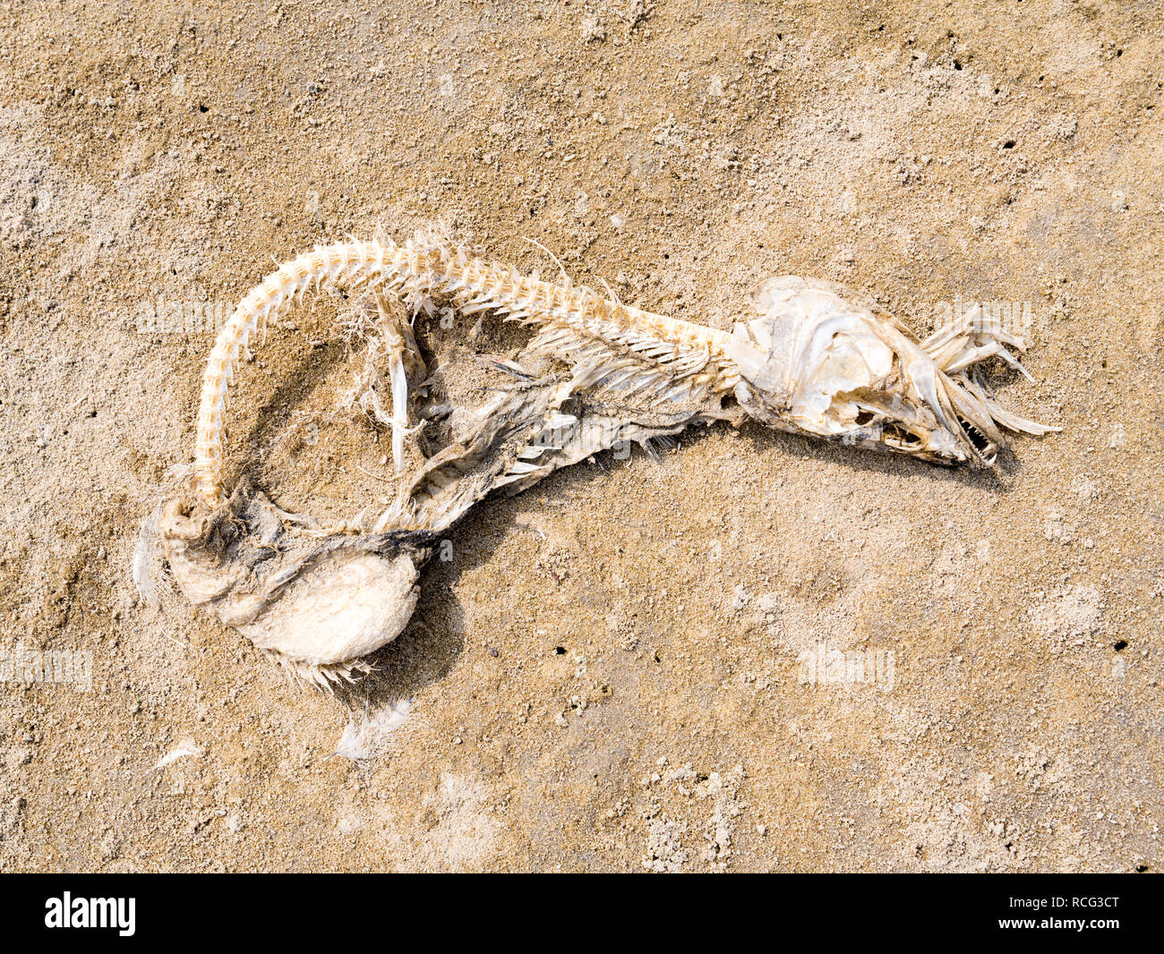 Carcassa di pesce chiamato zander, Sander lucioperca, nella sabbia sulla spiaggia, Paesi Bassi Foto Stock