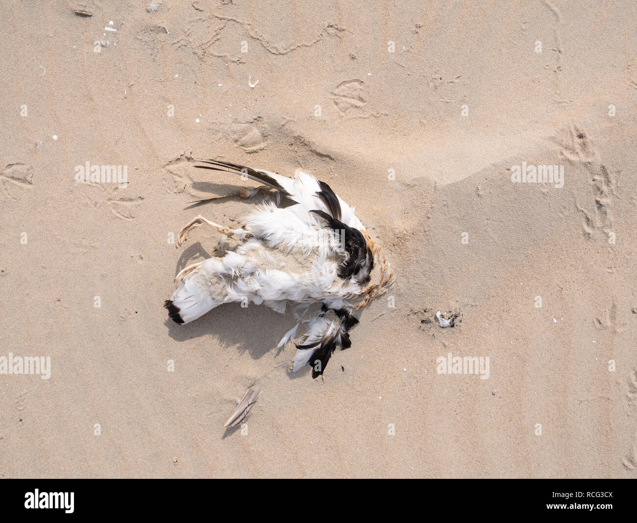 Corpo del bambino morto comune, shelduck Tadorna tadorna, parte coperta di sabbia sulla spiaggia, Paesi Bassi Foto Stock