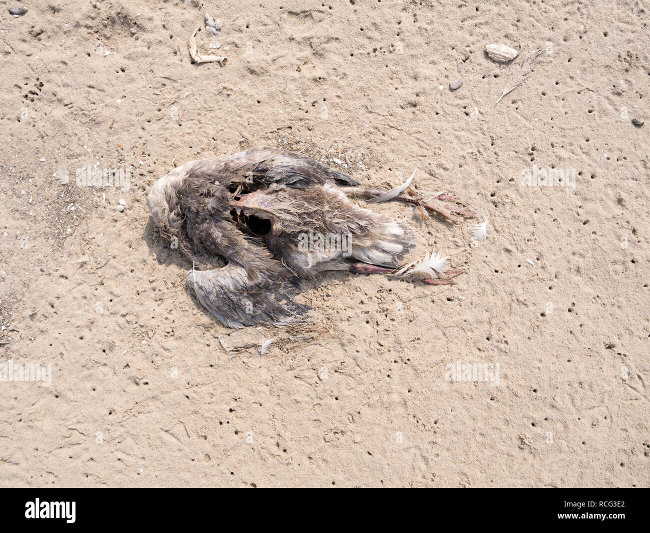 Il corpo morto di oca graylag, Anser anser, sulla sabbia della spiaggia, Paesi Bassi Foto Stock