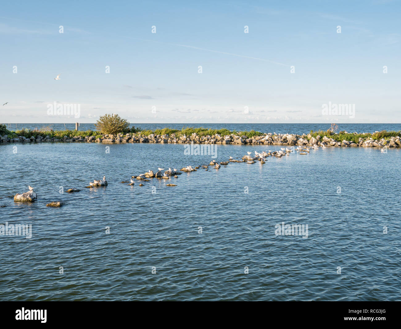 Panorama di frangiflutti e uccelli di appoggio sull'isola artificiale De Kreupel nel lago IJsselmeer, Noord-Holland, Paesi Bassi Foto Stock