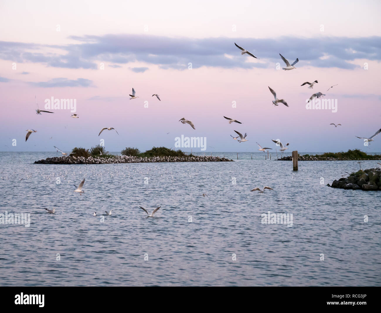 Gruppo di black-guidato i gabbiani sorvolano i frangiflutti del isola artificiale De Kreupel nel lago IJsselmeer, Noord-Holland, Paesi Bassi Foto Stock