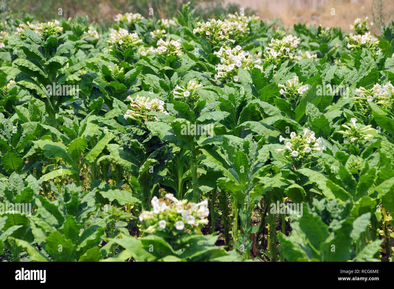 Le piante di tabacco, Tabak, dohány, Nicotiana tabacum Foto Stock