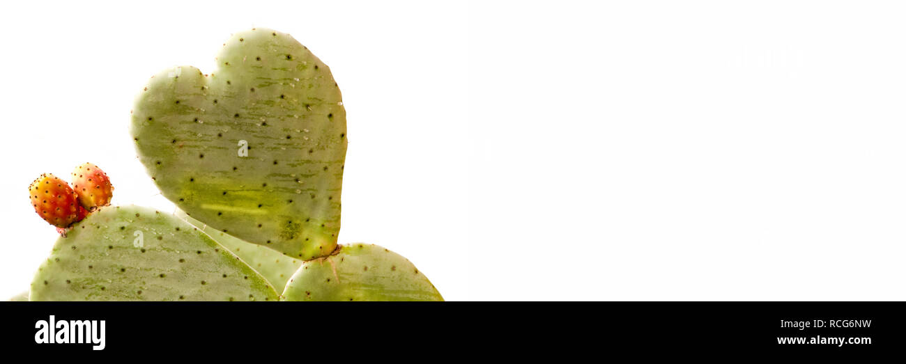 A forma di cuore isolato di cactus bianco su sfondo panoramico Foto Stock