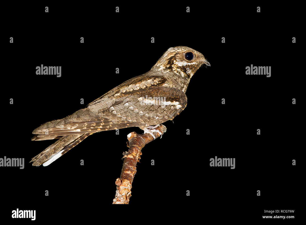 Nightjar europea (Caprimulgus europaeus), Adulto appollaiato su un ramo Foto Stock