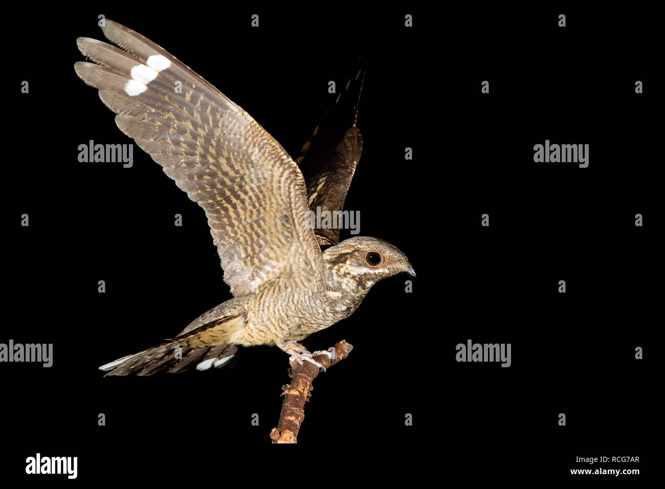 Nightjar europea (Caprimulgus europaeus), Adulto appollaiato su un ramo con ali aperte Foto Stock