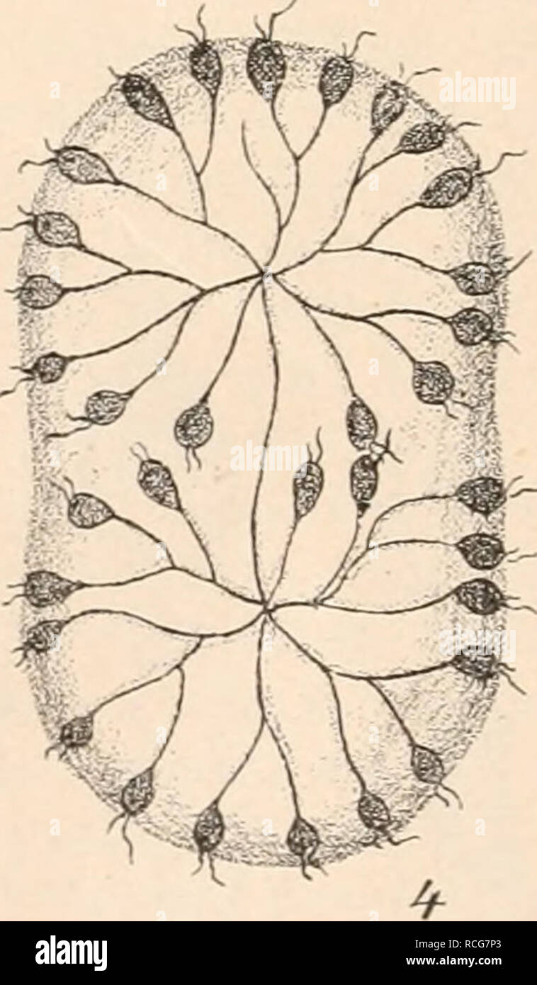 . Die Natürlichen Pflanzenfamilien nebst ihren Gattungen und wichtigeren Arten, insbesondere den Nutzpflanzen, unter Mitwirkung zahlreicher hervorragender Fachgelehrten begründet. La botanica. Fig. 120. Urcf/lena Xolvox Ehbg. 1 ungeteiltes individuo. 2 sich zur Teilung anschickendes individuo mit Neubildung eines Augenflecks. 3 ganz Spore entwickelte mit Borsten und 2 Augenflecken. 4 Colonio in Teilung (200/1). (1-3 (1000/1) nach Iwanoff (1S99); 4 nach Zaccaria (1S95).) licher Gallertausscheidung Bildung von kugeligen Colonien, un deren Peripherie morire in- dividuen geordnet radiale liegen. Stiele Foto Stock