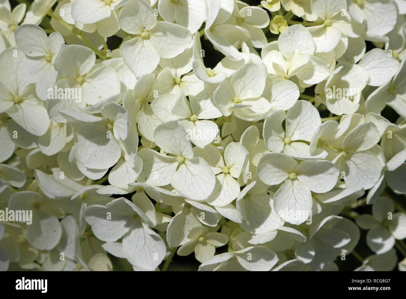 White mophead Hydrangea fiori con delicate venature in petali e senza sfondo. Foto Stock