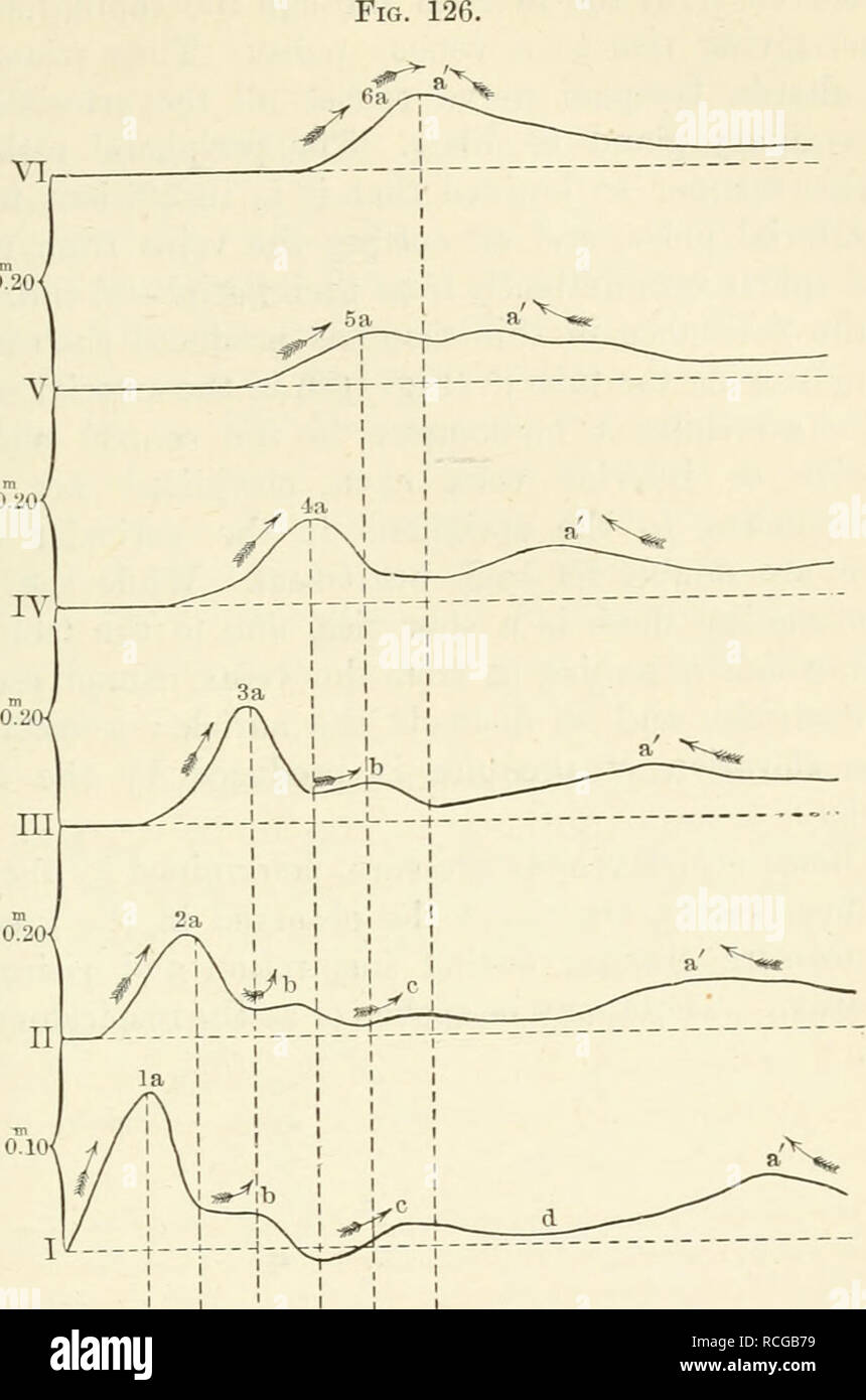 . Elementi di fisiologia umana. Fisiologia. Il meccanismo vascolare 231. sovWAAAArVAnA/V/XA AAA / Pulse-curve descritte da una serie di leve sphygmographic poste ad intervalli di 20 cm. le une dalle altre lungo un tubo elastico, mto quale fluido viene forzato dall'improvviso colpo di una pompa. L'impulso onda è in viaggio da sinistra a destra, come indicato dalle frecce sopra il primario (a) e secondario (b, c) impulsi-onde. Il punteggiato linee verticali tracciate dal vertice delle diverse forme d'onda primaria per il diapason curva sotto, ciascuna completa di vibrazione che occupa J- sec a lasciare il tempo di essere measu Foto Stock