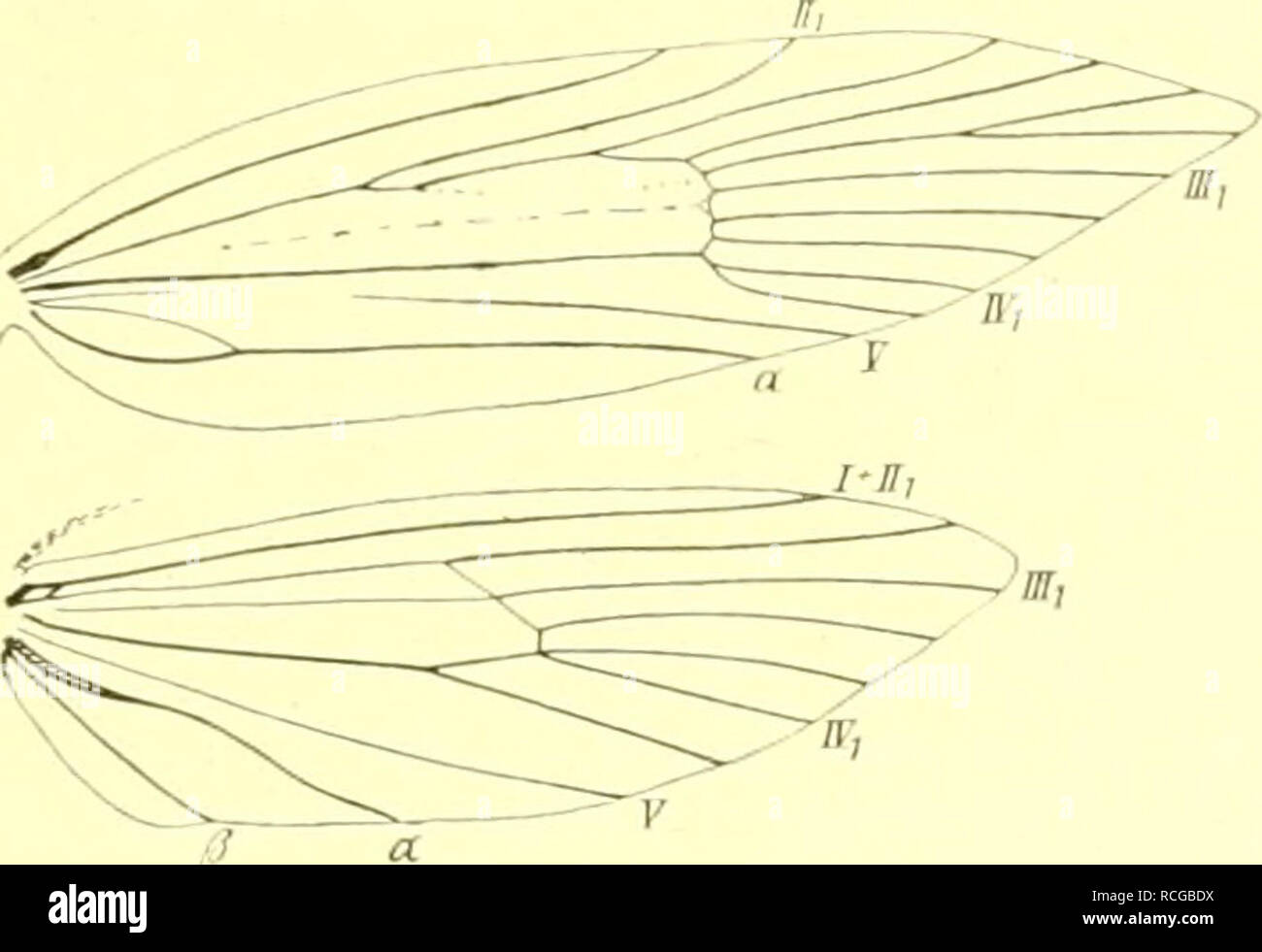 . Die Schmetterlinge Europas. I lepidotteri; bruchi. XXXVIII. Fiiiiiilie. (Jplcchiidiip. I'iilcrfaniilie. I1('|irpssarinuie. 341 diese beträgt bei ^oric/Za '/a, b. d. etw. breitfliigelig., u. diinkl. cricUa v3 u. b. hibioseUa ^ 4 ([.. Körpeiiänge. 1. barbella F. Tat'. 88, fir. 75. Grüße 2(i-21 mm. bi Osterr.-riig.; im Mai, Juni. - Hein. ;I.öl. 2. cri^lla Tr. bi Piemt, N-Österr., Krain, Ung., Dalniat.; im .Juli, Agosto - R licht braunrot, m. feinen schokolailet'ARB. unterbroch. Längslinien, Warzen klein, schwärz!. Kopf, Nschild u. je 1 Fleck un circuizione Seite .schwarz; im Juni in seidenart., sch Foto Stock