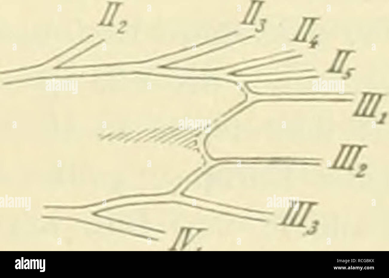 . Die Schmetterlinge Europas. I lepidotteri; bruchi. Fig. 43. Pämphila paläemon rall. Un Vorderiliigel, ^li nat. Gr., h Fiihlerkolbe, c Discoidalfeldeiide ; h und c stärker vergr. Ader III., am Ursprung III3 genähert. Hinterleib lang, dicht behaart. Die Vorderschieneu ohne Schienenblättchen. Die Raupen sind walzenföi-mig, fein behaart, mit kugeligem Kopfe. Sie leben ebenfalls meist un Gräsern und verwandeln sich in längliche, mit verlängerter spitzig SaugrUsselsclieide versehene Puppen. 1. paldeuiou Pall. {Griechischer Eigenname). Taf. 18. Fig. 17. Die gelben Zeichnungen, calvo größer, calvo Foto Stock
