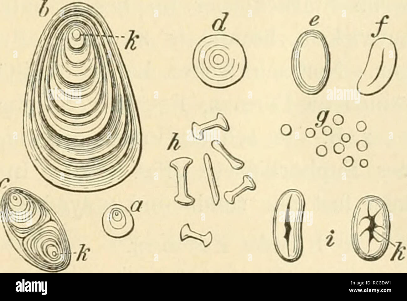 . Die rohstoffe des pflanzenreiches; Versuch einer technischen rohstofflehre des pflanzenreiches. La botanica, economico; Materia medica, vegetali. Fig. 96. Vergr. 300. Un stÃ¤rkefÃ¼lirende Zellen aus dem Sameneiweiss des Hafers, a Echt zusammengesetzte h b einfache StÃ¤rkekÃ¶rner. B¤HaferstÃ rke, un zusam- mengesetztes Korn, b TheilkÃ¶rner. z dieselben, stÃ¤r- ker vergrÃ¶ssert. stellten'). Sieht man aber von der Entwicklung ab und unter- scheidet muore KÃ¼rner nach ihren uns anschaulich entgegen- tretenden morphologischen Eigen- thÃ¼mlichkeiten der fertigen Zu- stÃ¤nde, così lÃ¤sst sich die NÃ¤geli Foto Stock