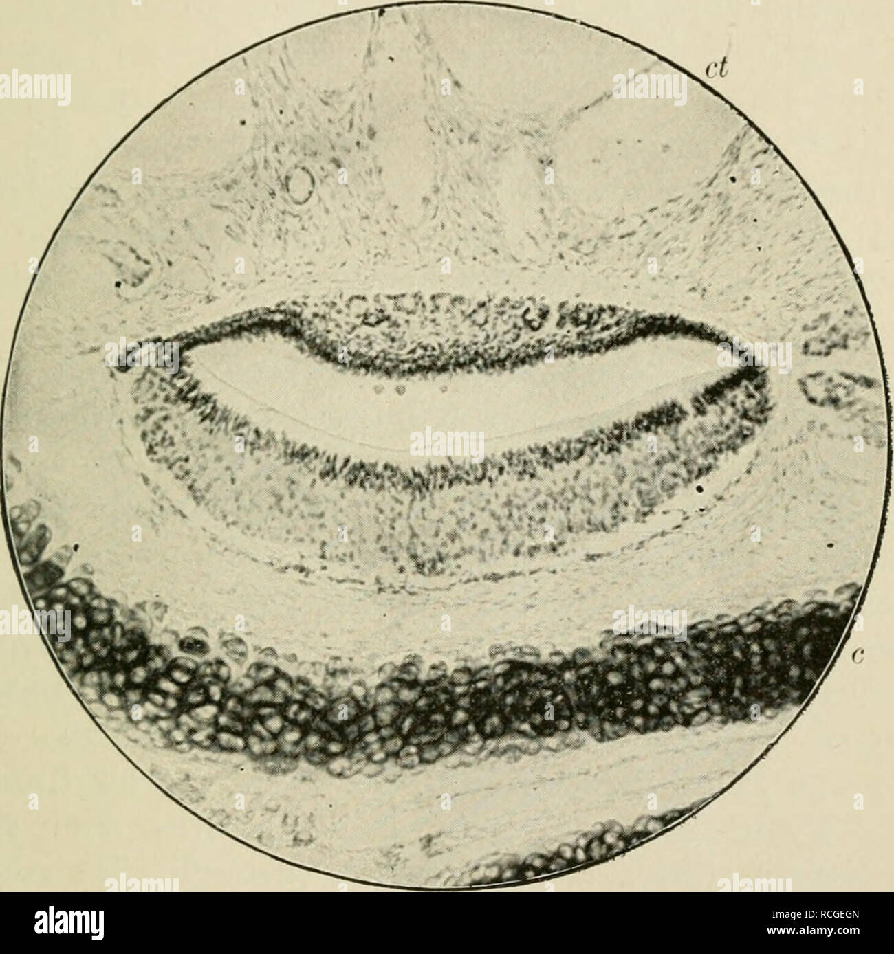 . Elementi di istologia. Istologia. Mucosa nasale Mi'Imbrane. 481 opere parte superficiale della membrana mucosa e le numerose ghiandole. Queste sono tlie (/terre di llownKut, che si estende attraverso lo spessore della membrana mucosa. Essi sono tubi, leggermente ramificato,. Fig. 287.-dallo stesso yeetiou througli l organo uf Jaeobsou come nella figura precedente, più ingrandita. (Foto). c, (';irtila,i,'c della parete mediale; cfr, tessuto cavernoso della parete laterale. Il mesiale si è rivestito con spessore epitelio olfattivo. e gradualmente ampliando verso le loro estremità distali ; in alcune parti sono più o les Foto Stock