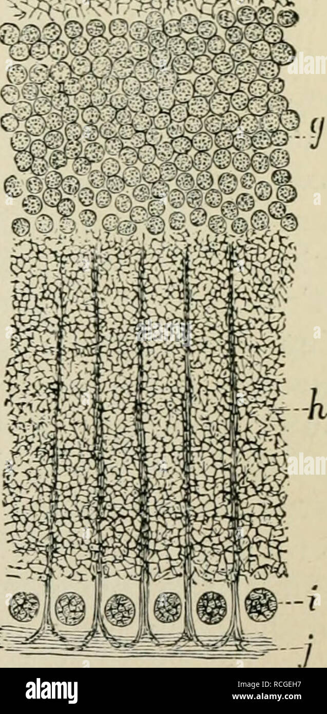 . Elementi di istologia. Istologia. Fig. 275.-sezione verticale attraverso Ketiiia di rana. (Atlas.). Epitbeliiim pigmentato della retina o tapetum nigrum; 5, esterno nieml&GT;ers di aste, quelli di coni l)ra loro ; c, mem interna di livelli di aste e coni; d, liniitaus esterna; e, nuclei esterni;/, esterno mole- strato cular ; </, interno nuclei; /(, interna dello strato molecolare; i nuclei delle cellule gangliari; j, le fibre nervose; l'estremità piramidale delle fibre radiali arc ben illustrato.. Si prega di notare che queste immagini vengono estratte dalla pagina sottoposta a scansione di immagini che possono essere state migliorate digitalmente per la leggibilità - Foto Stock