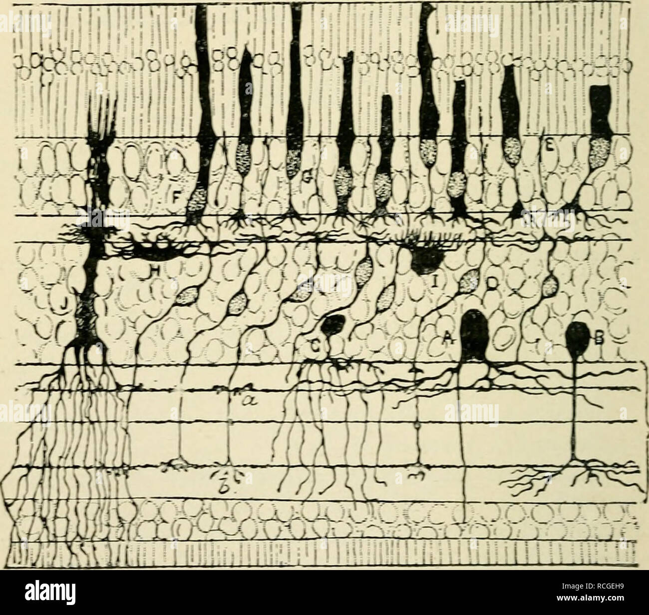 . Elementi di istologia. Istologia. 45° elementi di Istologia Js^ext per lo strato molecolare sono piccoli nuclei appartenenti a appiattita cellule ramificati (Vintschgau). Il spongio- hh.sts di W. Muller. Queste cellule hanno mostrato dal Golgi il metodo deve essere in possesso di una ricca arborisations, ^vhich estendere horizontallv in esterno e interno. Fig. 274-Sezione di retina di uccello. {Dopo Cajal,/rom (^uain ^'Anatomia." A, B. grandi sponsioljlasts interna di strato nucleare; c. piccole spongioblast; d. cella bipolare di interno dello strato nucleare wirh a e b arborising nella parte interna di mole- cular e strato di terminazione anche Foto Stock