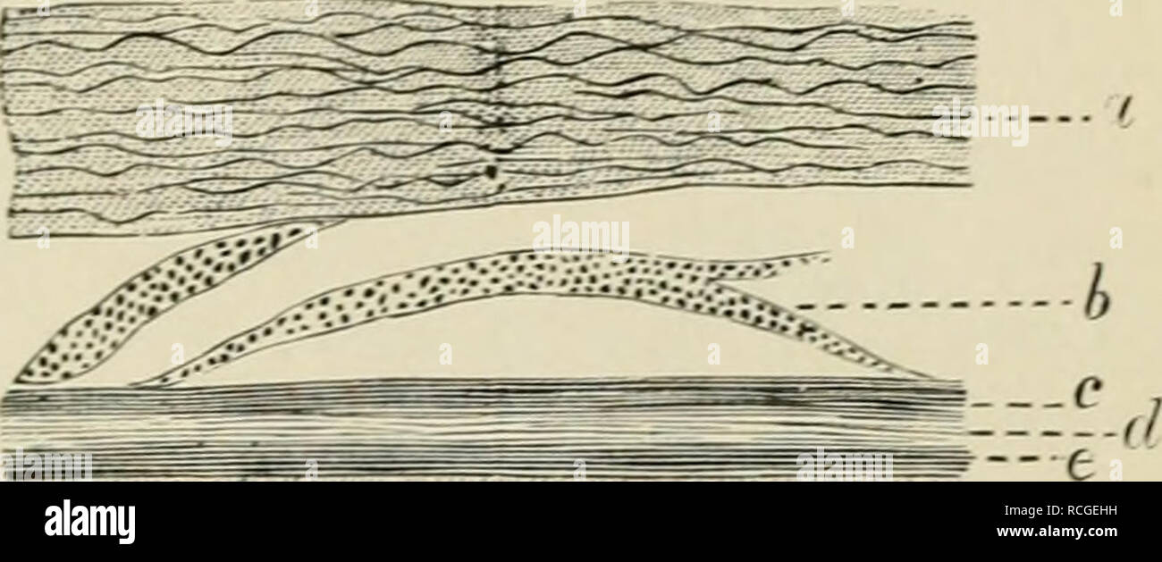 . Elementi di istologia. Istologia. 445 CAPITOLO XLT. La retina.. ±iJj±ULH SMAlAAl---{ -A 434. La retina (Fig. 269) consiste nel seguire- ing strati, contando dall'interno verso la coroide membrana : - (1) La membrana li- mit ans giornat, wliich è prossima alla membrana hya- loidea del vi- treous corpo; (2) della fibra nervosa strato; (3) lo strato di c(cellule anglion ; (4) interna del gi-un- ular o mole interna- strato cular ; (5) lo strato interno di nuclei; (6) esterna, granulare o molecolare esterno o strato internuclear : (7) lo strato esterno di nuclei; (8) th e m em br ana limitans esterna; Foto Stock