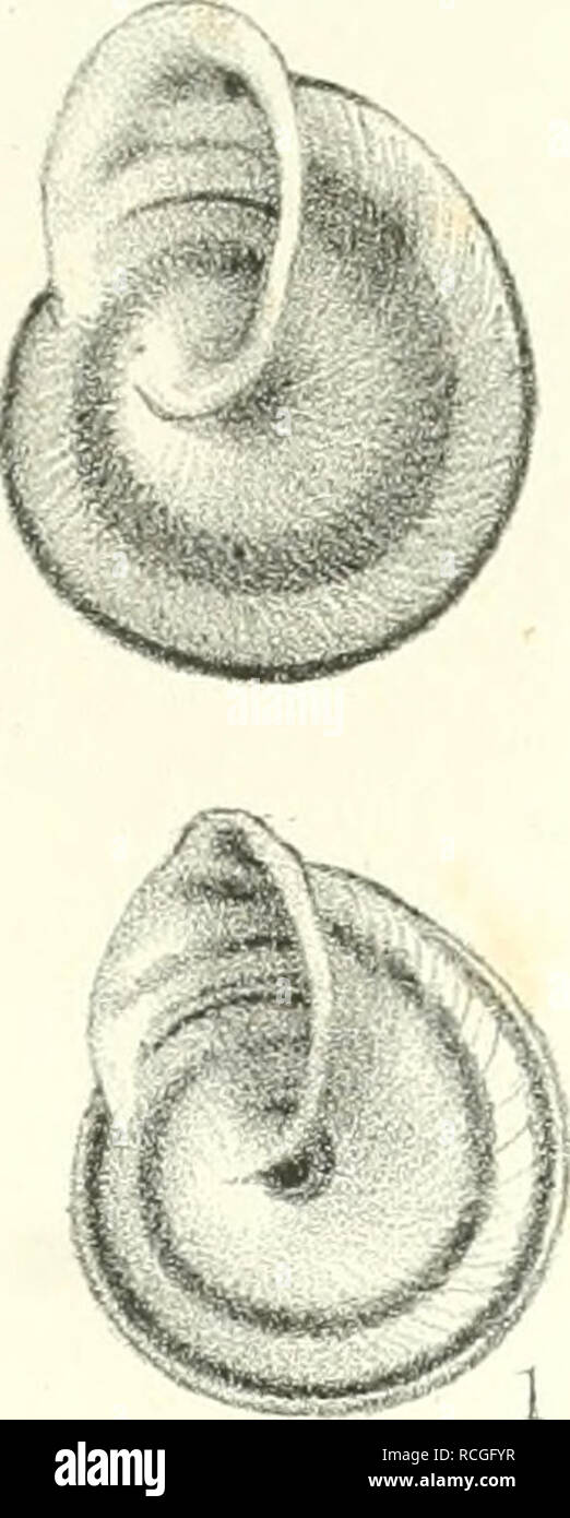 . Die Preussische expedition nach Ost-Asien : nach amtlichen quellen. Zoologia; molluschi. 3b ^-â ¢ ^. Â Â ^Â£ /ÃS t^Ssv i â , wm). fe.n. J^gV.. Si prega di notare che queste immagini vengono estratte dalla pagina sottoposta a scansione di immagini che possono essere state migliorate digitalmente per la leggibilità - Colorazione e aspetto di queste illustrazioni potrebbero non perfettamente assomigliano al lavoro originale. Preussische expedition nach Ost-Asien, (1860-1862); Martens, Eduard von, 1831-1904. Berlino : Verlag der KÃ¶niglichen geheimen ober-hofbuchdruckerei (R. v. Decker) Foto Stock
