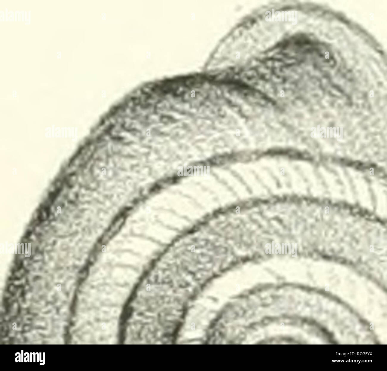 . Die Preussische expedition nach Ost-Asien : nach amtlichen quellen. Zoologia; molluschi. '&Lt;?s^ujuiÂ"^^-. '- F. 3b ^-â ¢ ^. Â Â ^Â£ /ÃS t^Ssv i â , wm). Si prega di notare che queste immagini vengono estratte dalla pagina sottoposta a scansione di immagini che possono essere state migliorate digitalmente per la leggibilità - Colorazione e aspetto di queste illustrazioni potrebbero non perfettamente assomigliano al lavoro originale. Preussische expedition nach Ost-Asien, (1860-1862); Martens, Eduard von, 1831-1904. Berlino : Verlag der KÃ¶niglichen geheimen ober-hofbuchdruckerei (R. v. Decker) Foto Stock