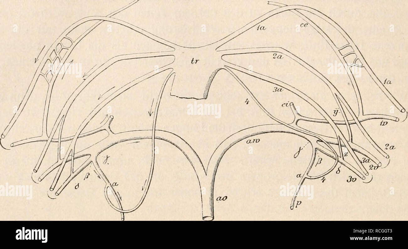 . Die Physiologie des Kreislaufes. Sistema cardiovascolare. 18 Allgemeine Übersicht des Kreislaufes. Die Kiemenarterien und die Kiemenvenen stehen nicht nur durch das Kapil- larnetz in den Kiemen, sondern auch durch direkte Anastomosen untereinander in Verbindung (Fig. 6, y, z). Bei der Schrumpfung und Zerstörung, welche die Kiemen beim Übergang des Tieres zum erwachsenen Zustande erleiden, Sind Sie von großer Bedeutung. Da die Haargefäße der Kiemen für die Blutströmung nicht. Fig. 6. Der Kreislauf bei der Salamanderlarve. Nach Boas. mehr durchgängig sind, fließt das Blut durch die betreffenden Foto Stock